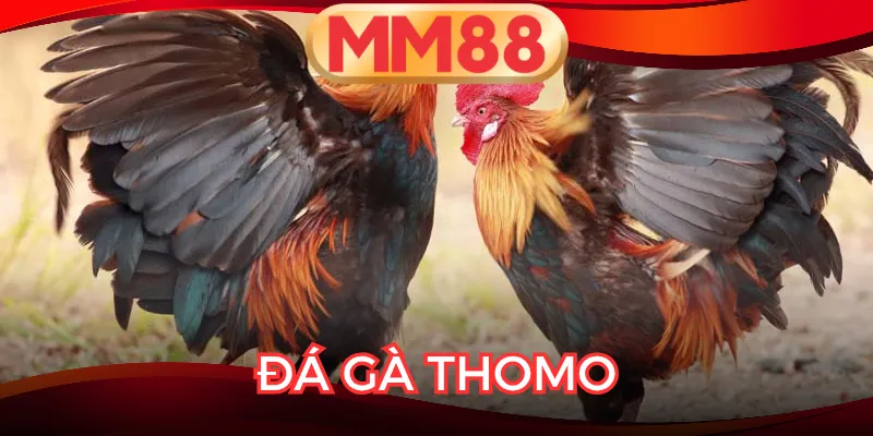 Đá Gà Thomo