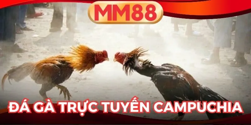 Đá Gà Trực Tuyến Campuchia